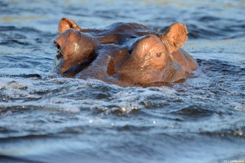 L'hippopotame