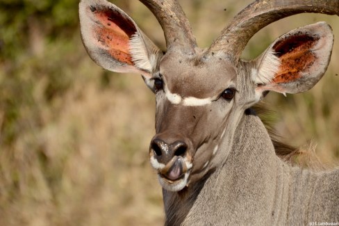 Le kudu