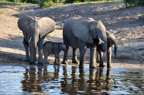 Le point d'eau : lieu stratégique pour observer les animaux