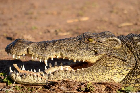 Le redoutable crocodile d'Afrique