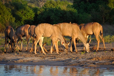 Parc national de Chobe au couchant