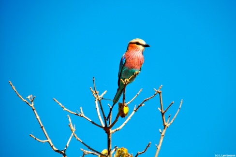 Safari ornithologique au parc Chobe