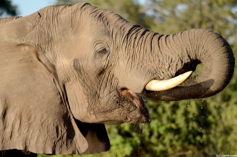 Scène de vie animalière au parc Chobe