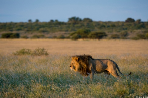 La chasse du lion au crépuscule