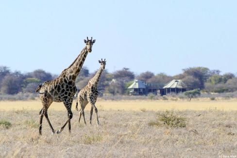 Les girafes du Kalahari