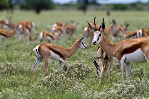 Observation d un troupeau de springboks au Central Kalahari