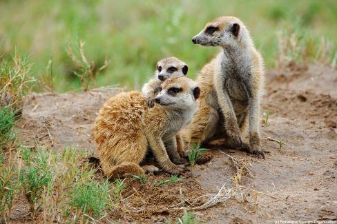 Observation d'une famille de Suricates