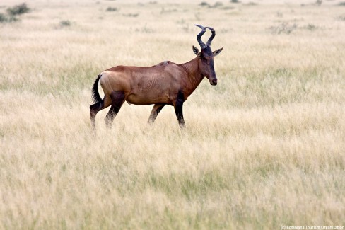 Bubale dans le central Kalahari au Bostwana