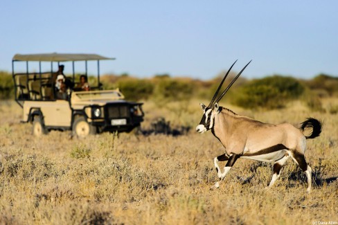 Safari 4x4 dans la reserve du Kalahari