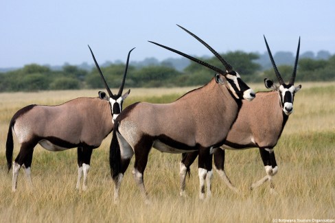 Troupeau d'oryx