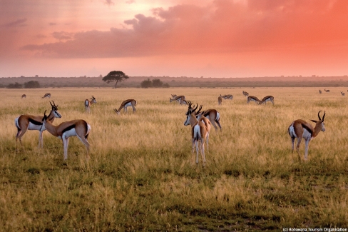 Troupeau de springboks au Botswana