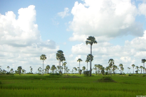 Palmiers à sucre dans la campagne de Battambang