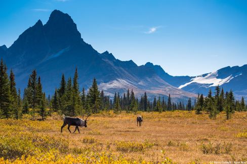 Caribou dans le parc national de Jasper