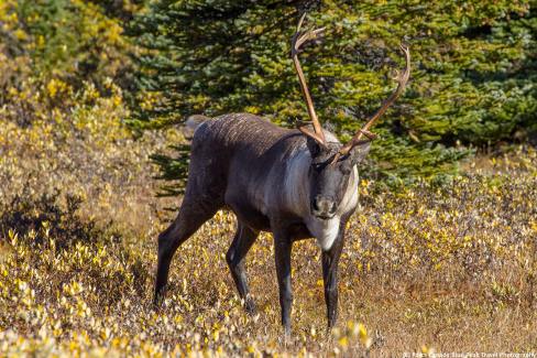 Caribou dans le parc national de Jasper