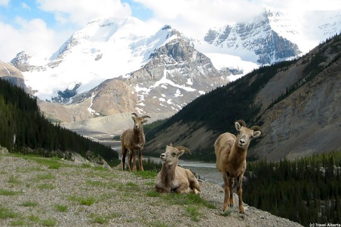 Chèvres de montagne dans le parc national de Banff