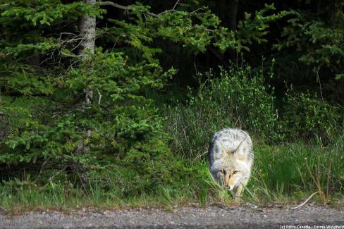 Coyote dans le parc national de Jasper