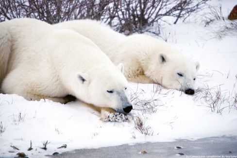 Observation des ours polaires dans le Manitoba