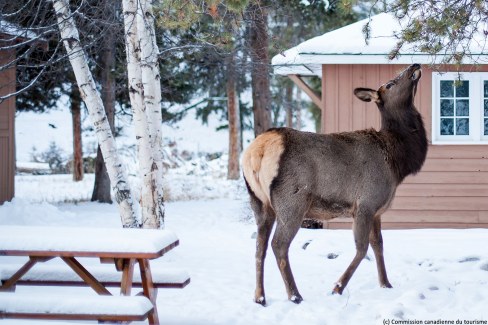 Cerf dans le parc national de Jasper