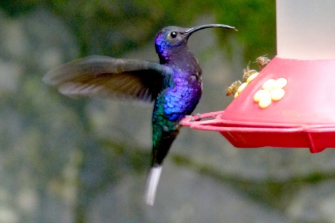 Colibri-au-Costa-Rica