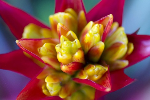 Fleur-du-Costa-Rica