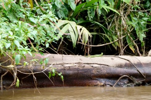 Lezard-de-la-mangrove