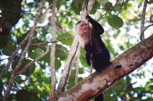 Parc-national-de-Cahuita