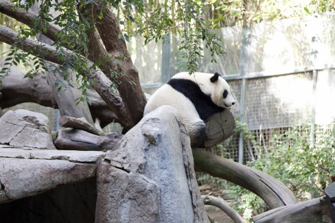 Zoo de San Diego, Californie