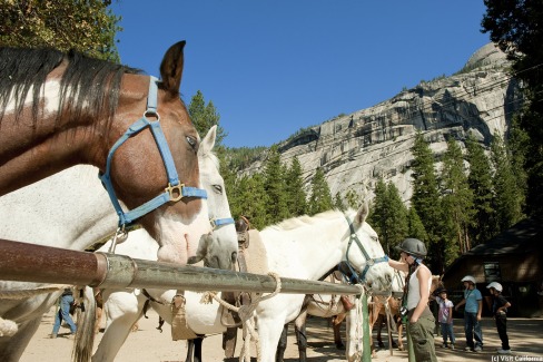 Balade à cheval dans le parc de Yosemite