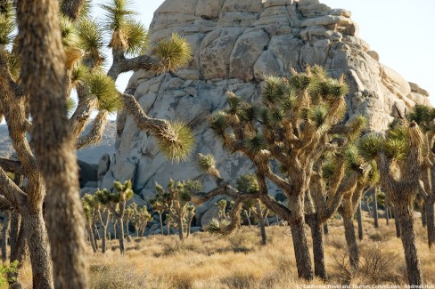 Parc national de Joshua Tree