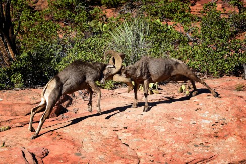 Parc national de Zion, Utah