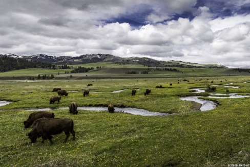 Bisons de Lamar Valley