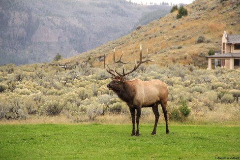 Wapiti dans le nord de Yellowstone