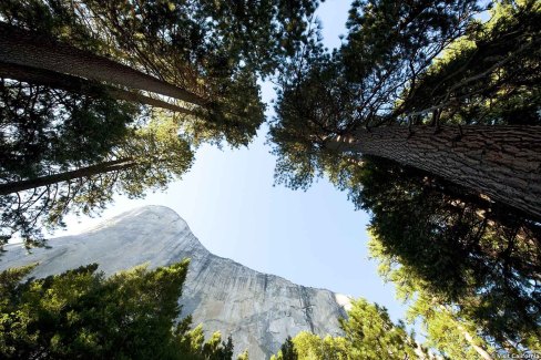 Sequoias géants, High Sierra,  Parc national de Yosemite en Californie