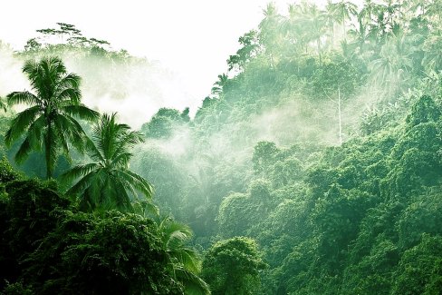 Brumes matinales dans la jungle du centre de Bali