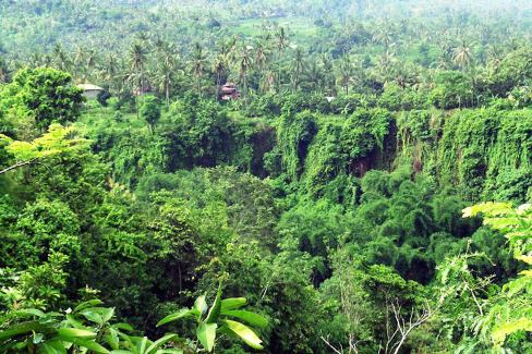 Paysage de jungle balinaise