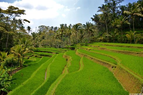 Rizières en terrasse de Gunung Kawi