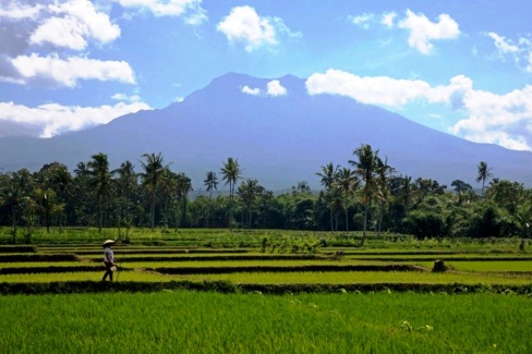 Paysage de rizières de la région de Kalibaru