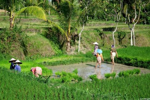 Travail dans les rizières dans la région de Tetebatu