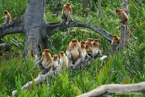 Colonie de singes nasiques dans le parc national de Bako dans l'état de Sarawak a Bornéo