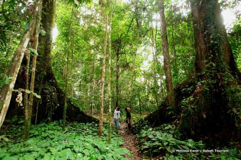 Jungle dans la vallée de Danum dans l'état de Sabah a Bornéo