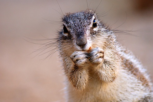 Animaux Namibie