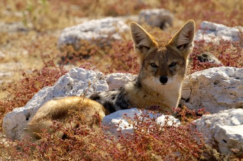 Chacal du desert