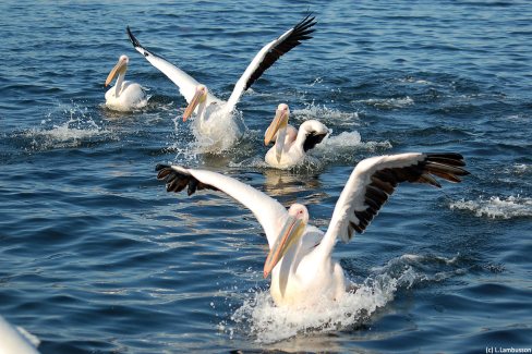 Croisiere Walvis Bay Pelicans