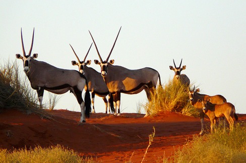 Famille-d-oryx