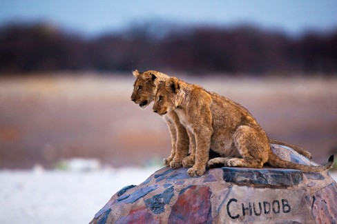 Parc-national-d-Etosha