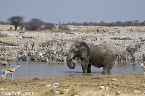 Regroupement-d-animaux-autour-d-un-point-d-eau