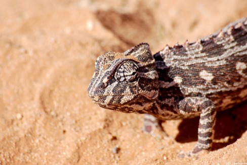Reptile-du-desert