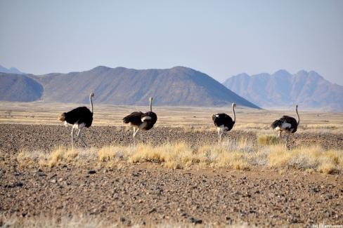 Groupe d autruches dans le desert