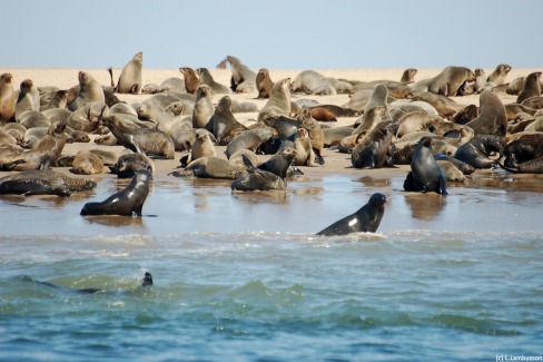 Colonie d'otaries