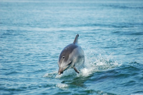 Dauphin au large des cotes